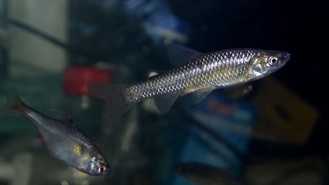 沛縣亮點水族店（沛縣亮點水族店電話號碼）