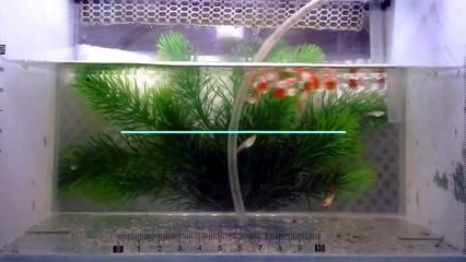 大魚缸怎么養孔雀魚：大魚缸養孔雀魚的技巧