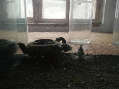 大魚缸怎么養孔雀魚：大魚缸養孔雀魚的技巧
