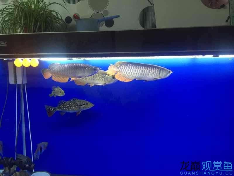 想清理掉三條魚弄兩條虎
