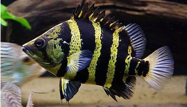 想要養(yǎng)好虎魚沙發(fā)沙發(fā)