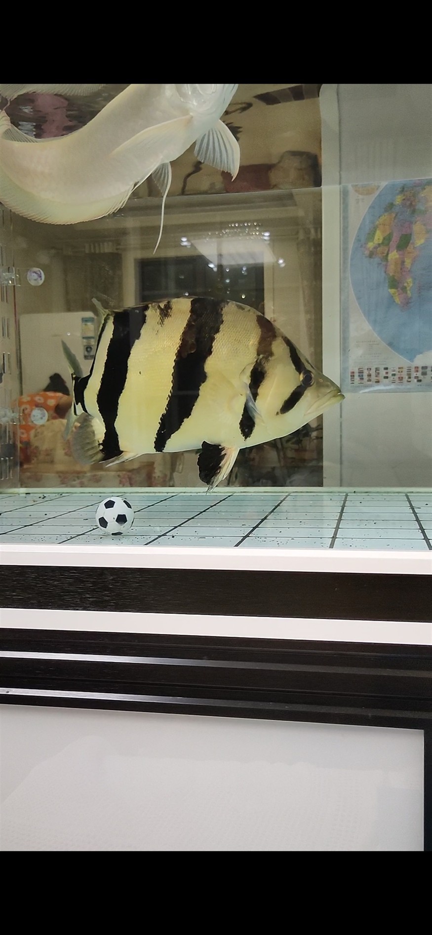 求助 虎魚