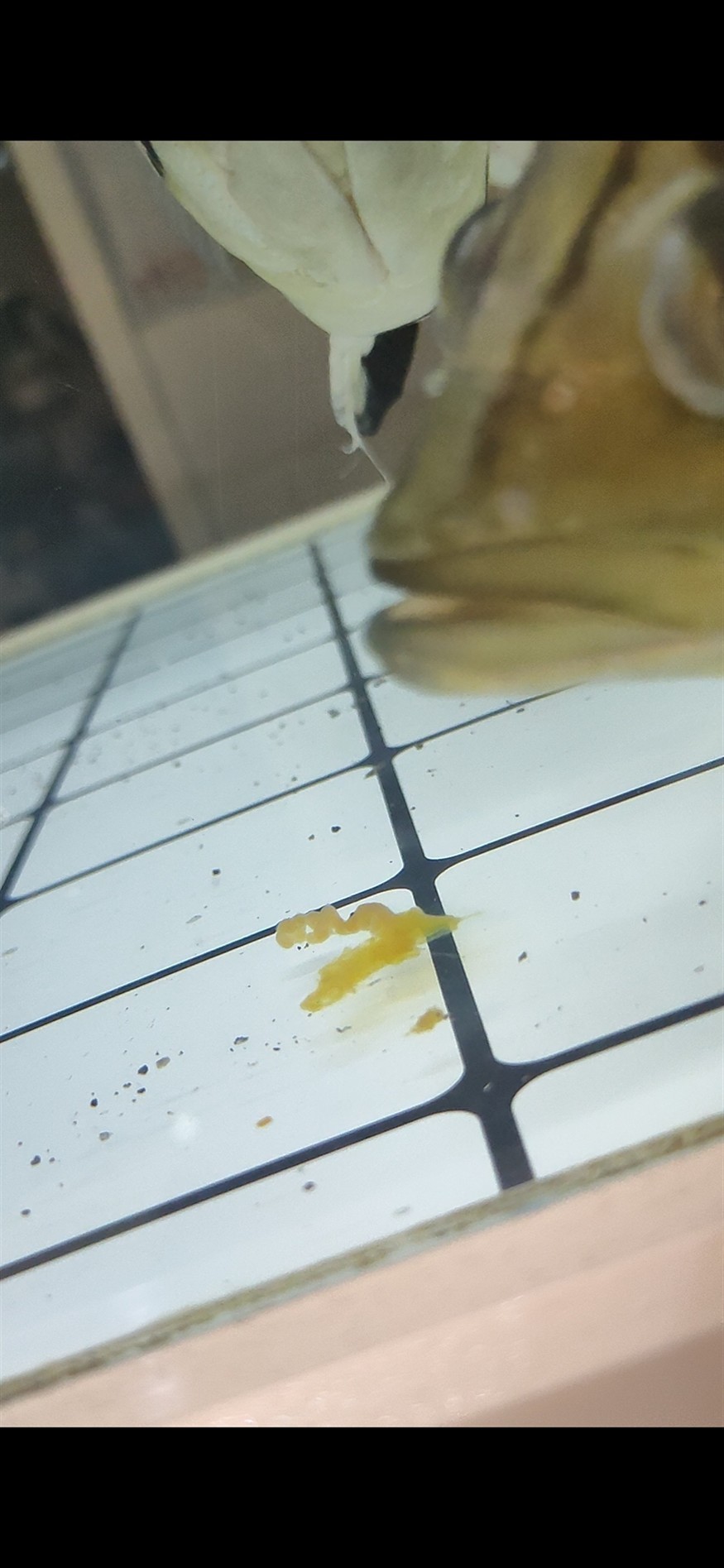 求助 虎魚