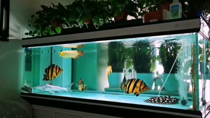 過背金龍幼魚護(hù)理要點(diǎn)，過背金龍幼魚多久開始發(fā)色過背金龍幼魚多久開始發(fā)色