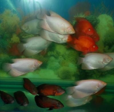 魚缸回收與循環經濟的關系魚缸回收與循環經濟的關系：廣州舊魚缸回收公司