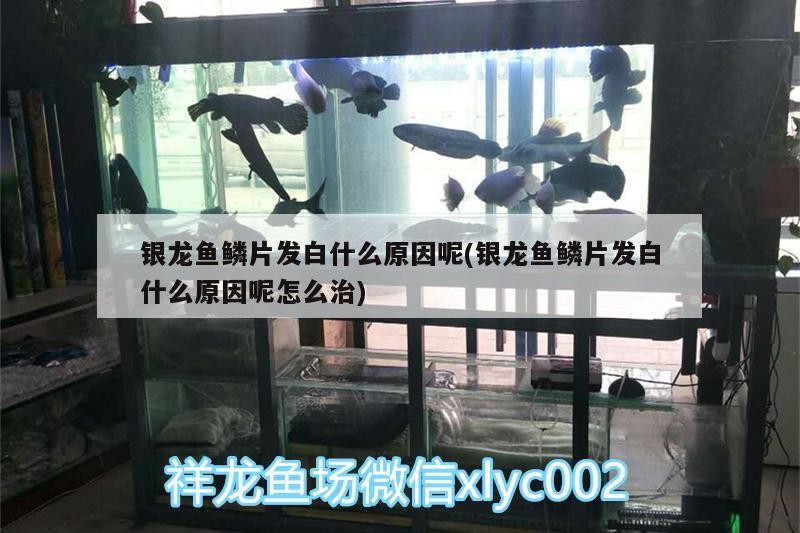 銀龍魚鱗片發(fā)白什么原因呢(銀龍魚鱗片發(fā)白什么原因呢怎么治) 銀龍魚鱗片發(fā)白什么原因呢(銀龍魚鱗片發(fā)白什么原因呢怎么治) 銀龍魚百科