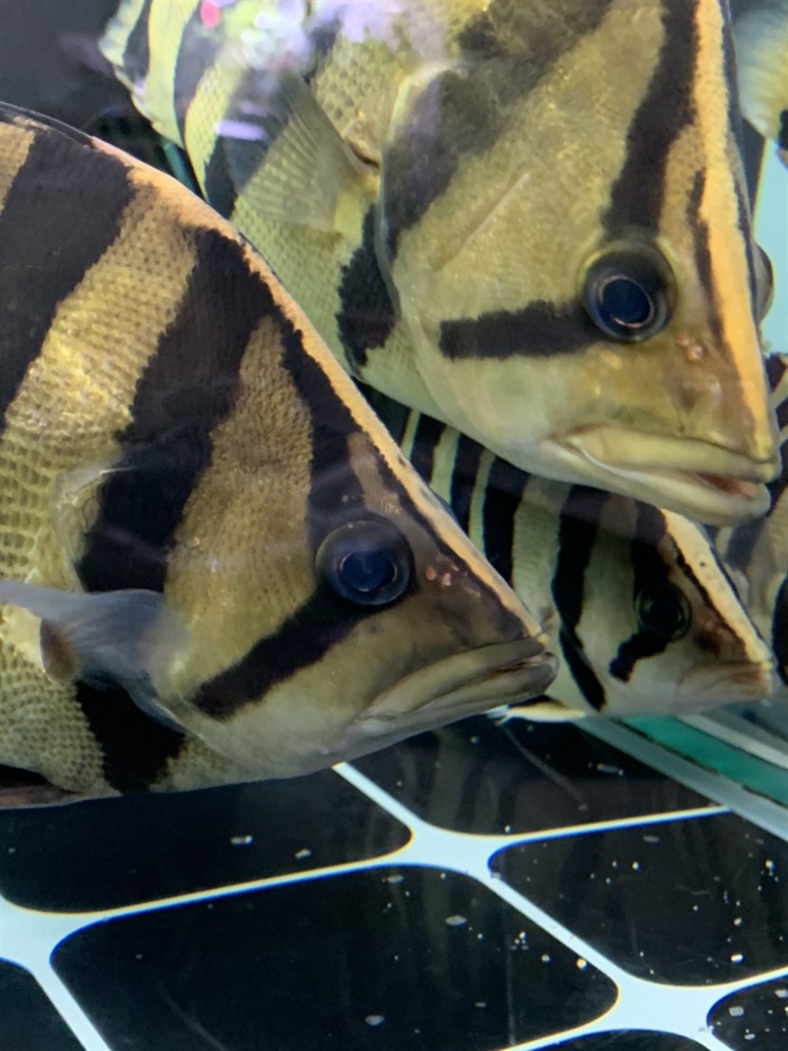 虎魚眼睛有兩顆小點