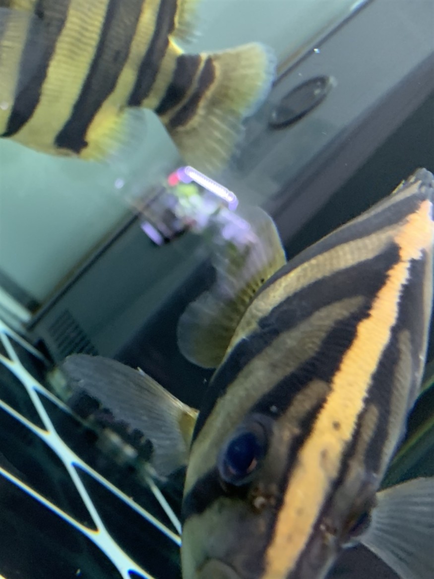 虎魚眼睛有兩顆小點