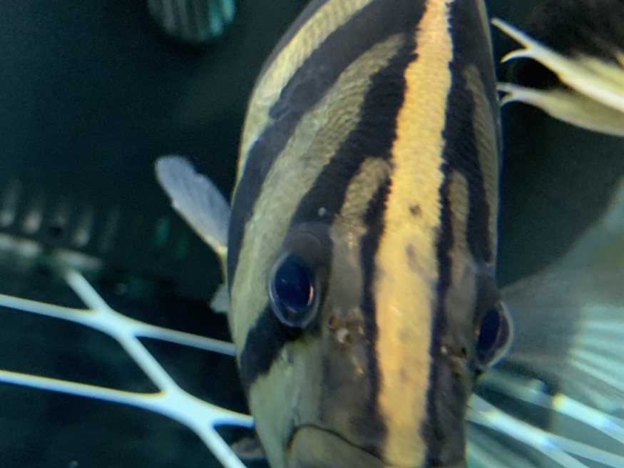 虎魚眼睛有兩顆小點