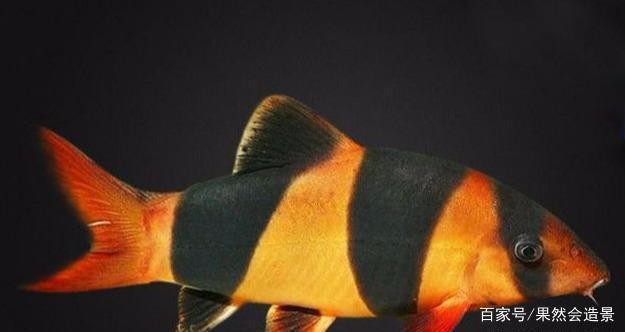 沈陽市和平區慶生水族器材商店（沈陽市和平區慶生水族器材商店地址）