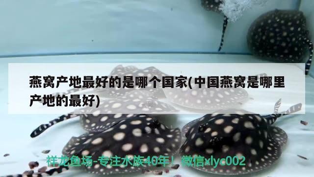建檔虎魚龍巔