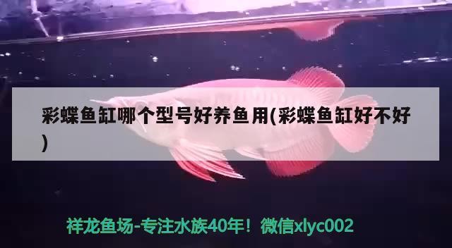 建檔虎魚龍巔