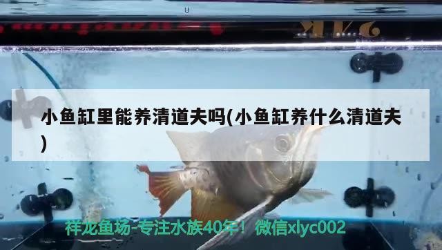 建檔虎魚龍巔