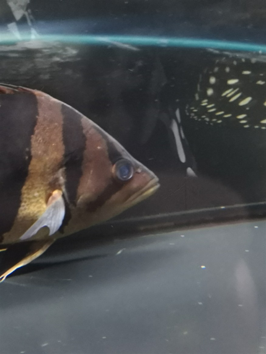虎魚是不是有點(diǎn)內(nèi)蒙還能治好嗎