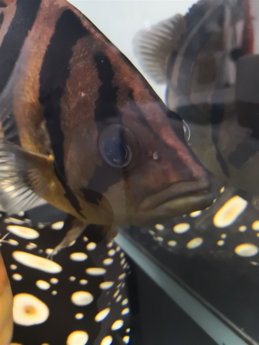 虎魚是不是有點(diǎn)內(nèi)蒙還能治好嗎