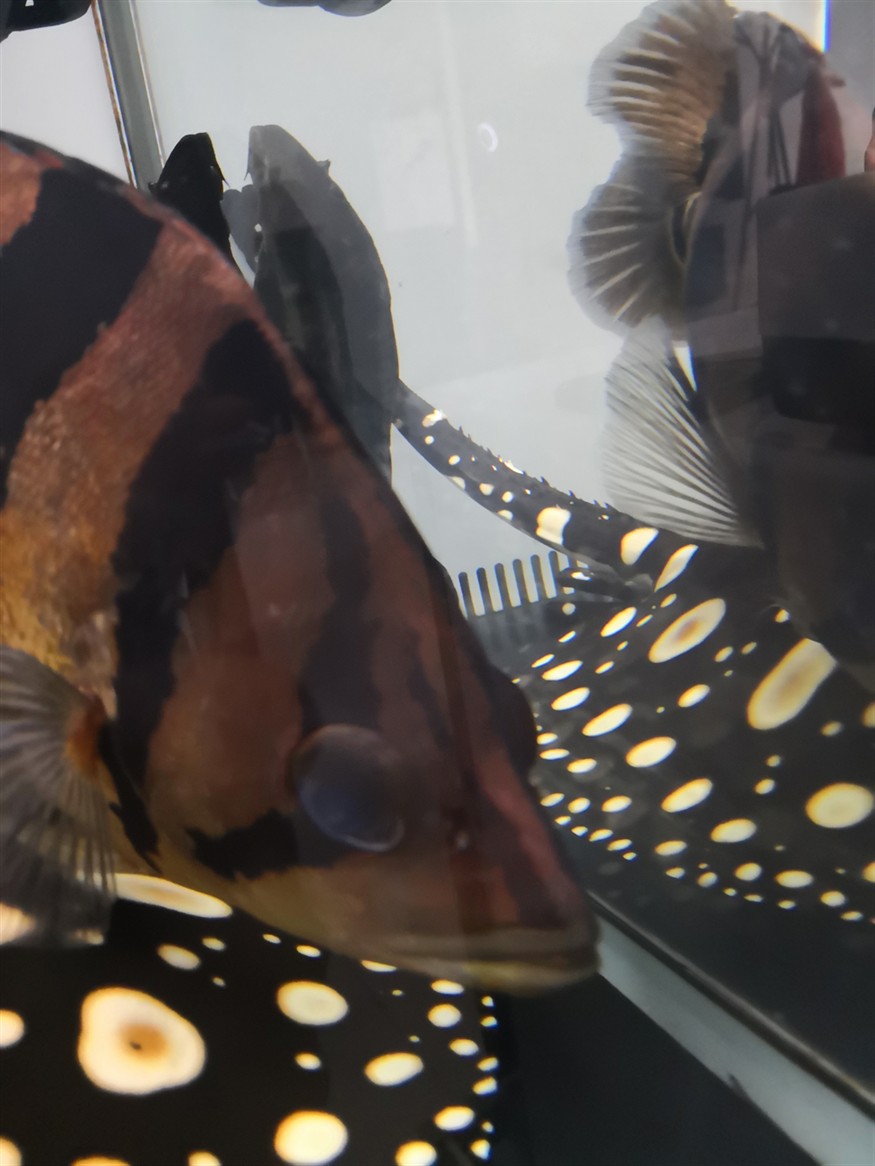 虎魚是不是有點(diǎn)內(nèi)蒙還能治好嗎