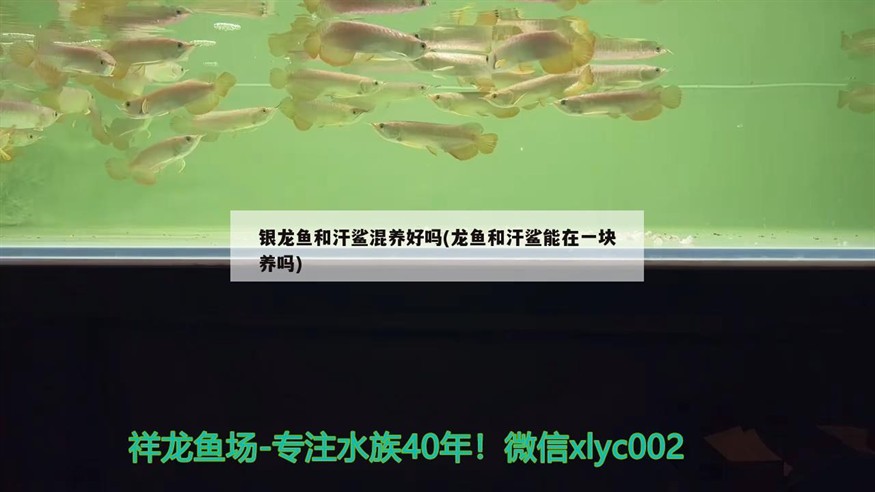 銀龍魚和汗鯊混養好嗎(龍魚和汗鯊能在一塊養嗎)