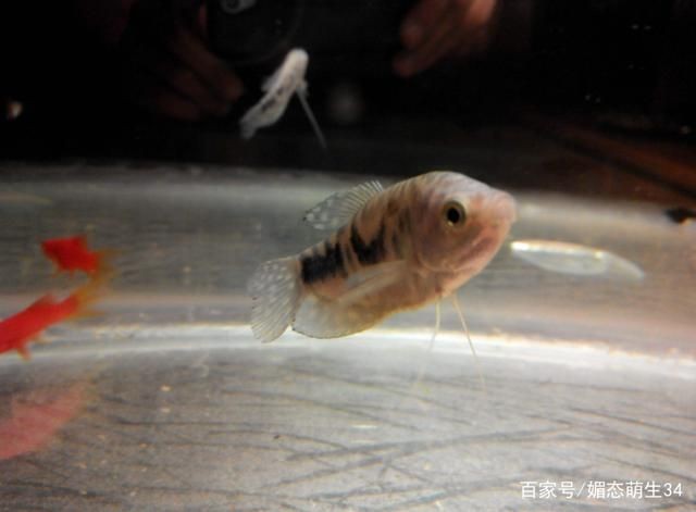 大魚水族魚缸怎么養:大魚水族魚缸的養護方法是根據搜索結果總結的大魚水族魚缸的養護 魚缸百科 第1張 大魚水族魚缸怎么養:大魚水族魚缸的養護方法是根據搜索結果總結的大魚水族魚缸的養護 大魚水族魚缸怎么養:大魚水族魚缸的養護方法是根據搜索結果總結的大魚水族魚缸的養護 魚缸百科 第1張