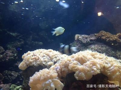大魚水族魚缸怎么養:大魚水族魚缸的養護方法是根據搜索結果總結的大魚水族魚缸的養護 魚缸百科 第2張 大魚水族魚缸怎么養:大魚水族魚缸的養護方法是根據搜索結果總結的大魚水族魚缸的養護 大魚水族魚缸怎么養:大魚水族魚缸的養護方法是根據搜索結果總結的大魚水族魚缸的養護 魚缸百科 第2張