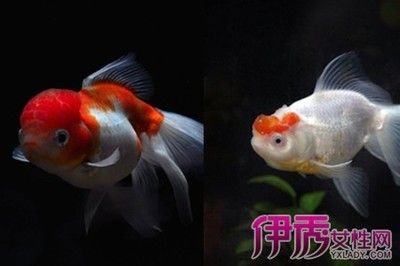大魚水族魚缸怎么養:大魚水族魚缸的養護方法是根據搜索結果總結的大魚水族魚缸的養護 魚缸百科 第3張 大魚水族魚缸怎么養:大魚水族魚缸的養護方法是根據搜索結果總結的大魚水族魚缸的養護 大魚水族魚缸怎么養:大魚水族魚缸的養護方法是根據搜索結果總結的大魚水族魚缸的養護 魚缸百科 第3張