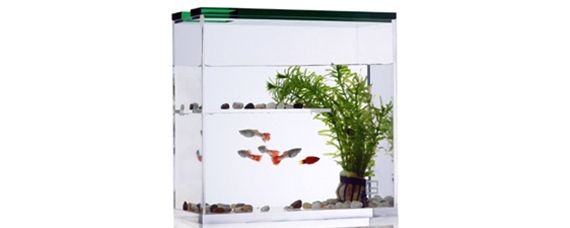 1.2米魚(yú)缸大約多少升水：1.2米長(zhǎng)的魚(yú)缸大約多少升水