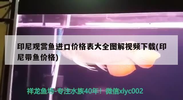 拍印尼紅龍魚圖片大全欣賞圖解（印尼紅龍魚圖片大全欣賞）