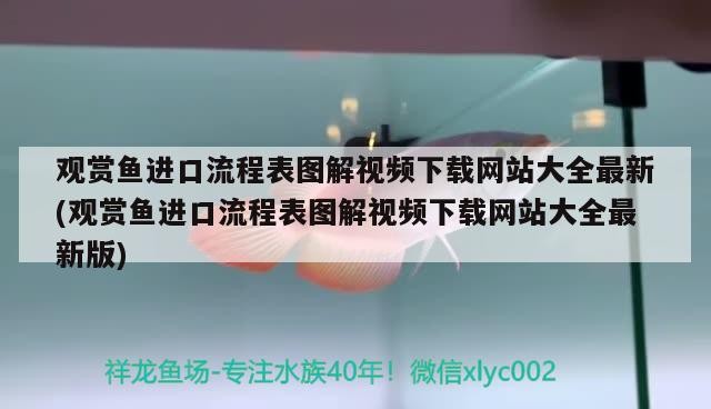 拍印尼紅龍魚圖片大全欣賞圖解（印尼紅龍魚圖片大全欣賞）