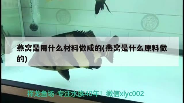 什么是虎斑魚(觀賞魚虎斑魚)