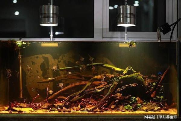 招遠市森森水族館（招遠市森森水族館電話）