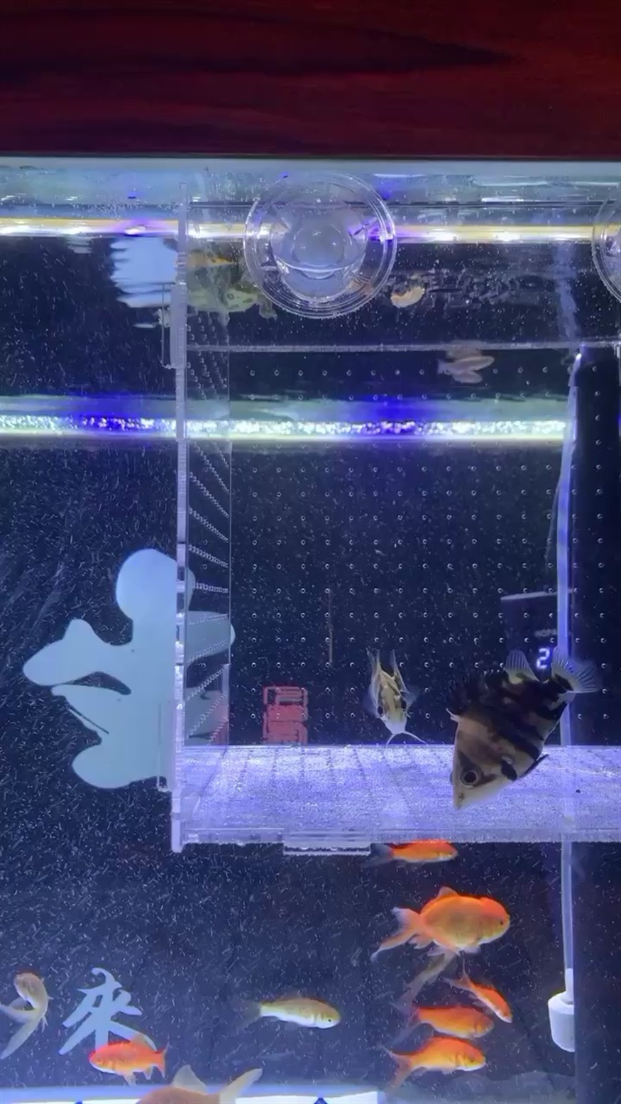 虎魚這樣隔離可以嗎？新手養虎
