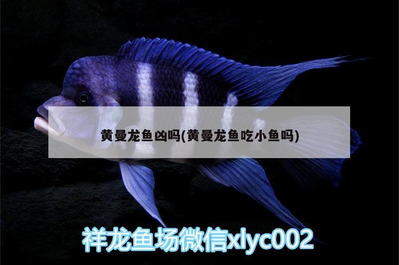 紅龍魚虎魚黑白皇冠魟魚