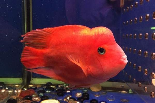 印尼紅龍魚怎么養的活一些啊（印尼紅龍魚怎么養的活一些啊視頻） 印尼紅龍魚怎么養的活一些啊（印尼紅龍魚怎么養的活一些啊視頻） 紅龍魚百科