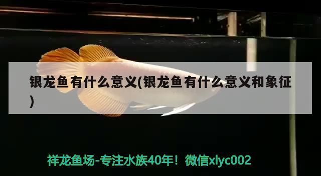 銀龍魚有什么意義(銀龍魚有什么意義和象征)