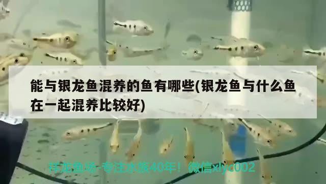 能與銀龍魚混養(yǎng)的魚有哪些(銀龍魚與什么魚在一起混養(yǎng)比較好)