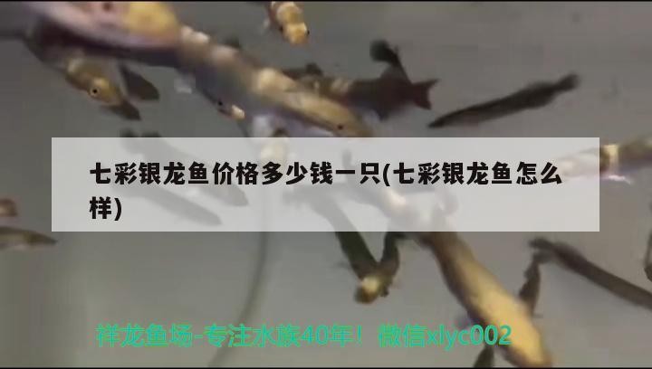 七彩銀龍魚價格多少錢一只(七彩銀龍魚怎么樣)