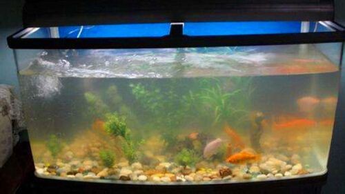 才換的魚缸水發白：魚缸水發白是由于多種原因導致的
