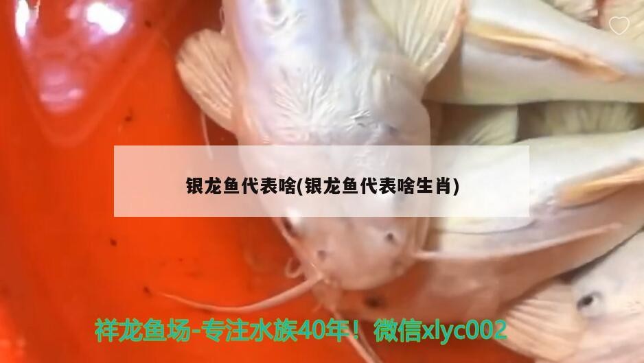 銀龍魚代表啥(銀龍魚代表啥生肖)