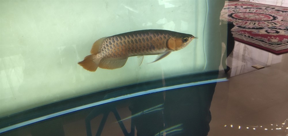 龍魚魟魚虎斑錦鯉