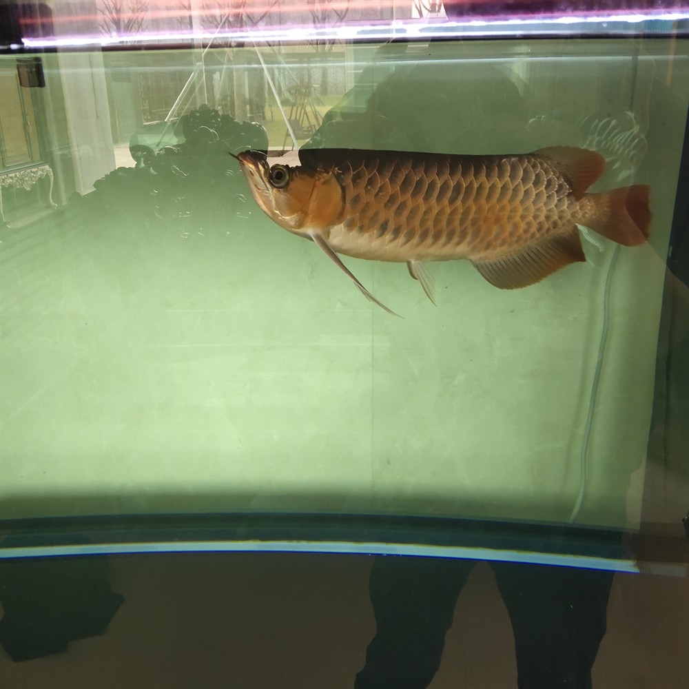 龍魚魟魚虎斑錦鯉