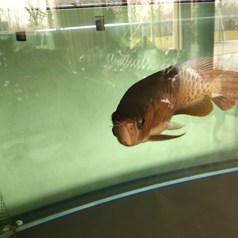 龍魚魟魚虎斑錦鯉