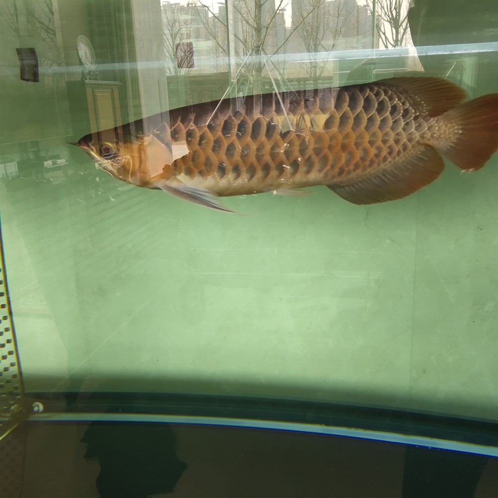 龍魚魟魚虎斑錦鯉