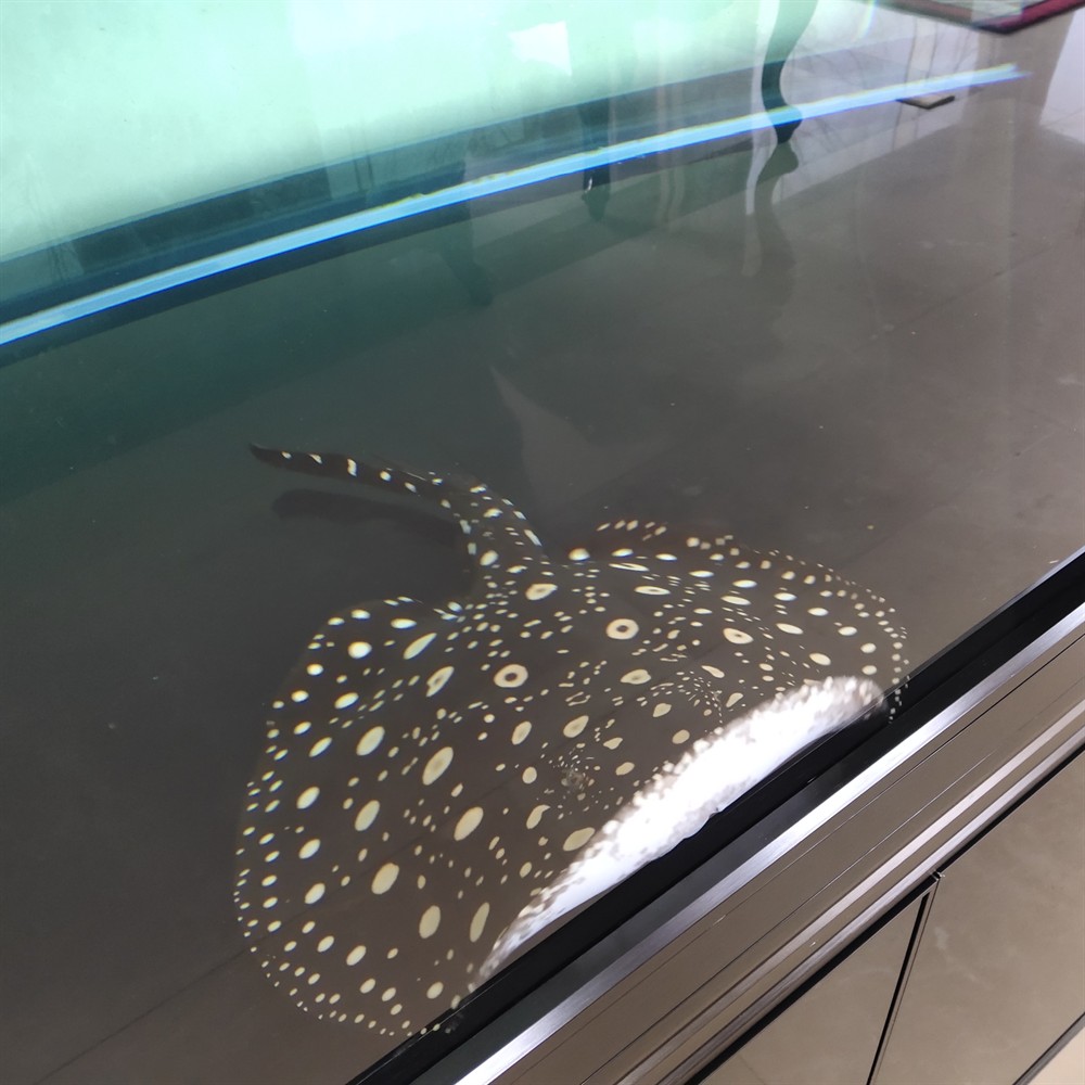 龍魚魟魚虎斑錦鯉