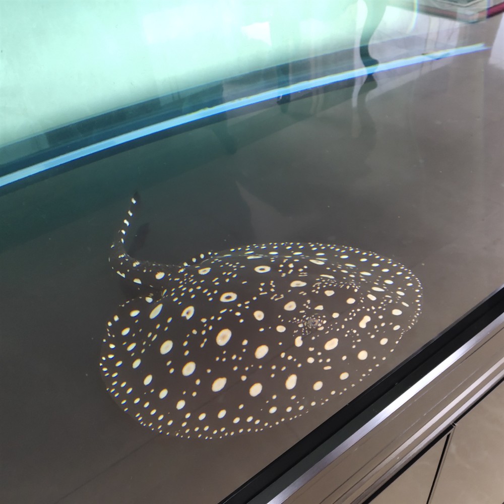 龍魚魟魚虎斑錦鯉