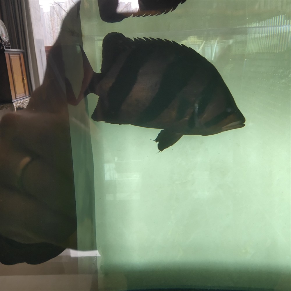 龍魚魟魚虎斑錦鯉