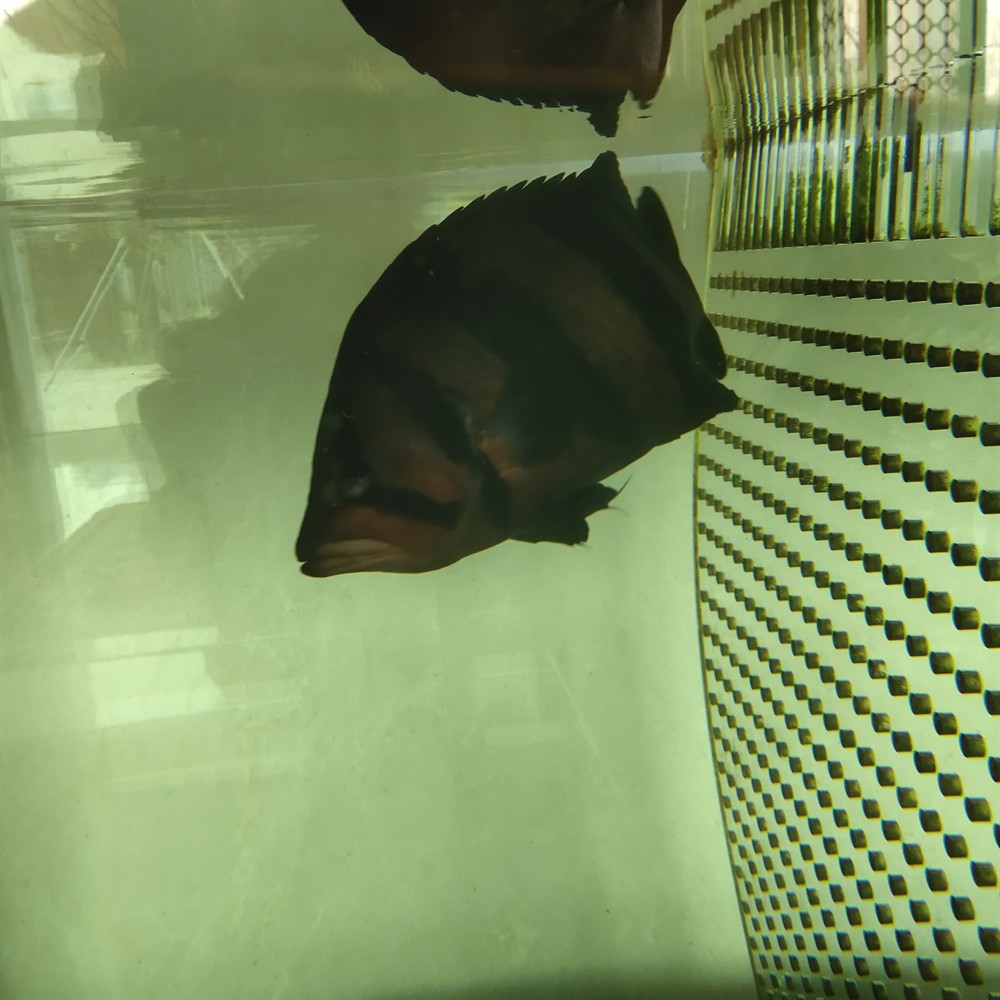 龍魚魟魚虎斑錦鯉