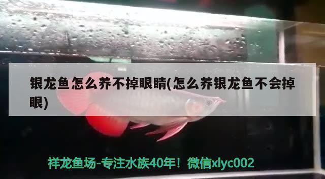 銀龍魚(yú)怎么養(yǎng)不掉眼睛(怎么養(yǎng)銀龍魚(yú)不會(huì)掉眼)