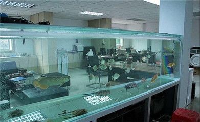 辦公室的魚缸養幾條魚最好：辦公室養幾條魚最好？