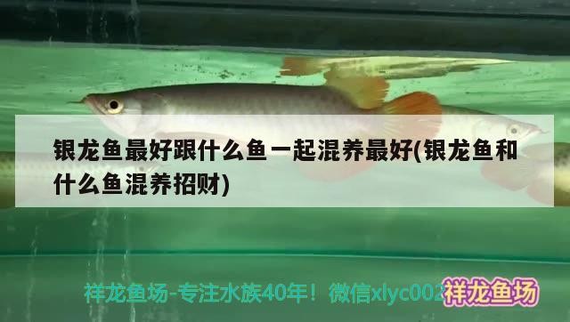 銀龍魚最好跟什么魚一起混養最好(銀龍魚和什么魚混養招財)