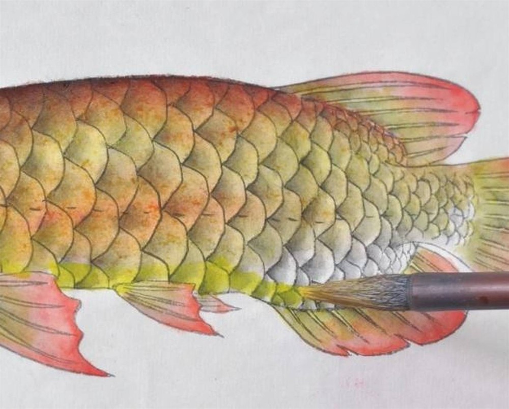 紅龍魚幾年發色成功（紅龍魚幾年開始發色）