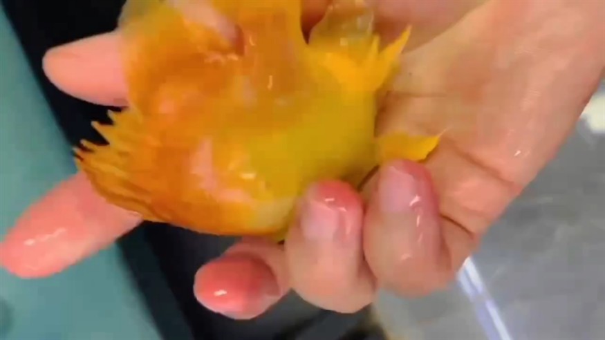 異型虎魚全黃虎魚福虎魚 異型虎魚全黃虎魚福虎魚 虎魚百科 第1張
